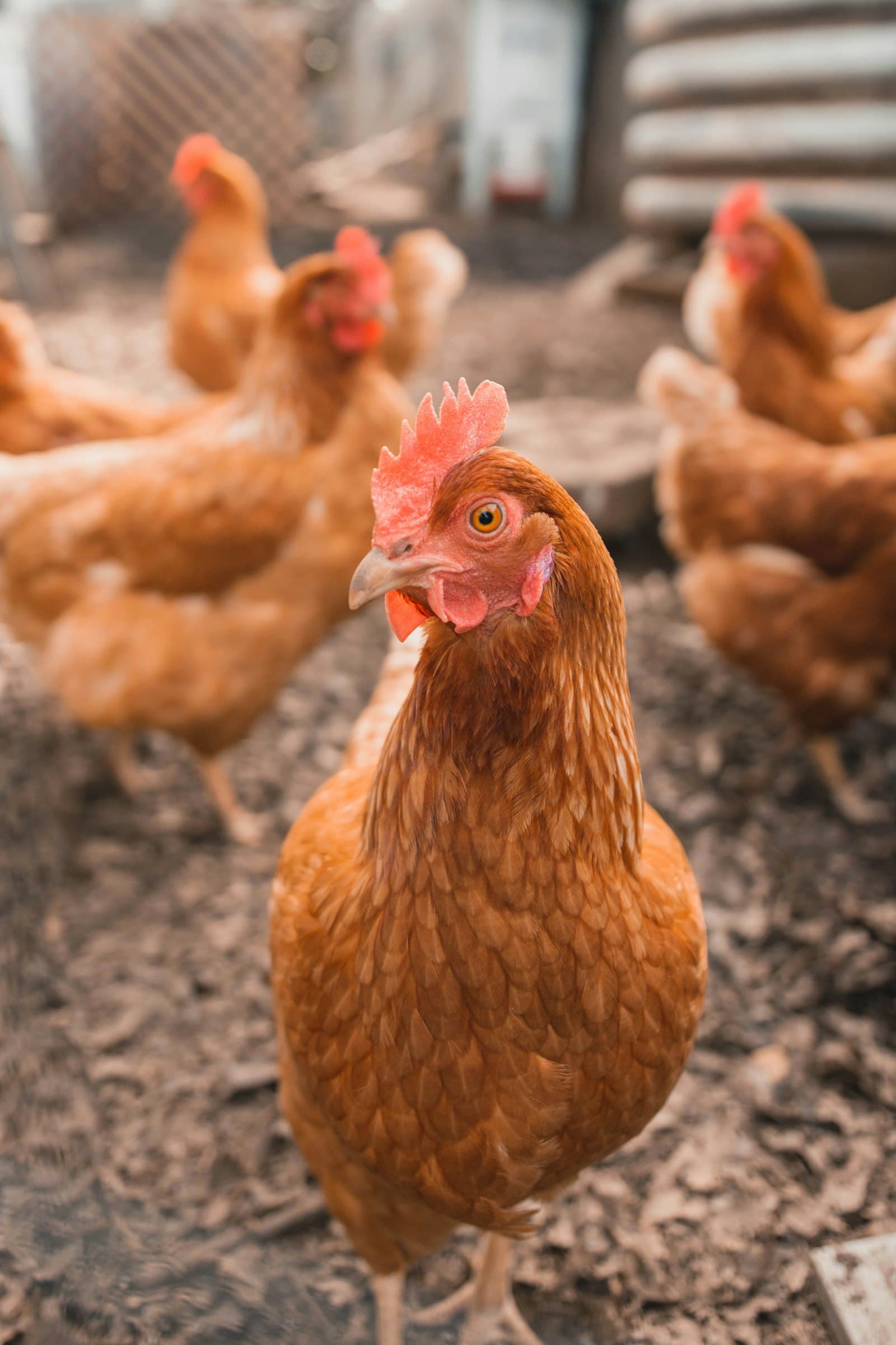 Chickens on the farm