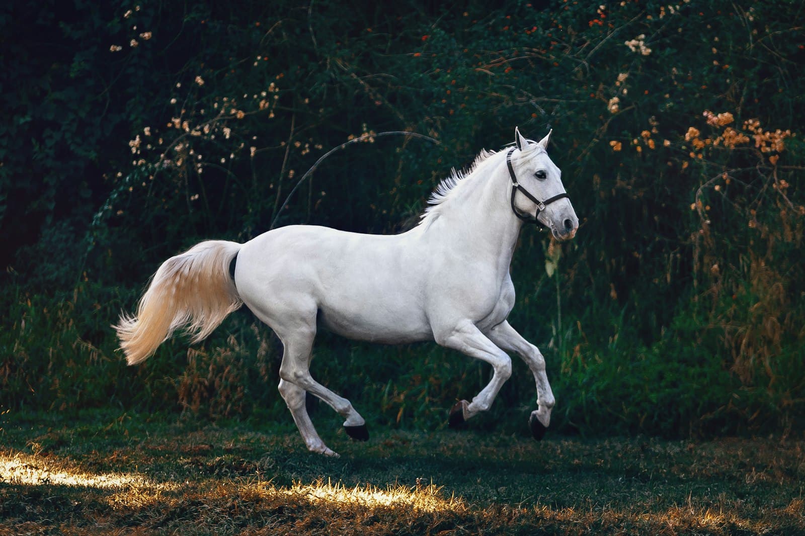 Horses on the therapeutic farm