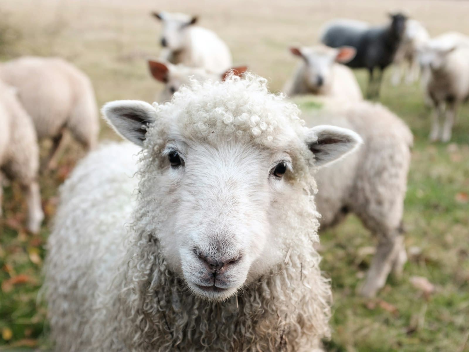 Sheep in a calm pasture